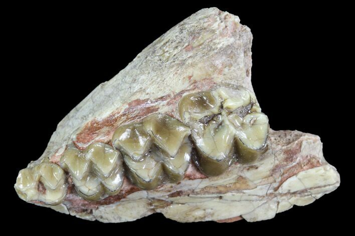 Oligocene Ruminant (Leptomeryx) Jaw Section #91111